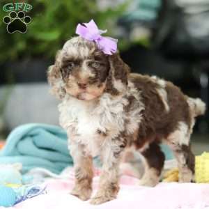 Bailey, Mini Goldendoodle Puppy